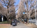 神宮外苑 いちょう並木